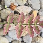Sison amomum Leaf