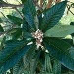 Eriobotrya japonica Flor