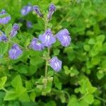 Scutellaria integrifolia Λουλούδι