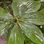 Costus curvibracteatus Leaf