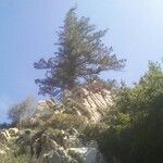 Pseudotsuga macrocarpa Yeri