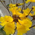 Handroanthus ochraceus Flower