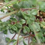 Chaenorhinum origanifolium Blad