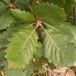 Quercus canariensis Leaf