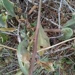 Talinum portulacifolium Blatt