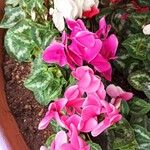 Cyclamen repandum Λουλούδι