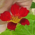 Tropaeolum minus Flower