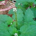 Heliotropium indicum Blatt