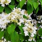 Viburnum plicatum Leaf