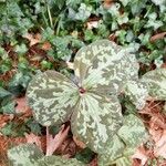 Trillium cuneatum Leaf