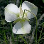 Calochortus leichtlinii Flower