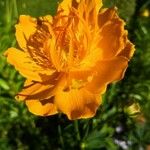 Trollius chinensis പുഷ്പം