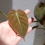 Philodendron melanochrysum Fuelha