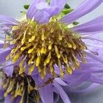 Aster amellus Flower