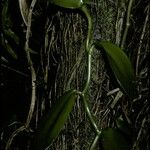 Vanilla planifolia Συνήθη χαρακτηριστικά