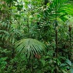 Prestoea acuminata Hoja