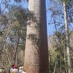 Adansonia za Rinde