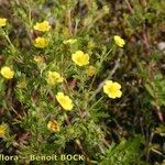 Potentilla intermedia Облик