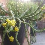 Euphorbia flanaganii 花
