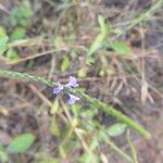 Stachytarpheta jamaicensis Habit