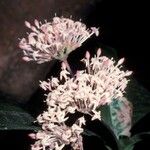 Pavetta indica Flower