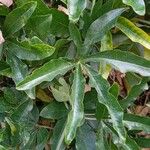 Passiflora caerulea Leaf