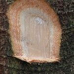 Albizia adianthifolia Rusk