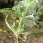 Sideritis romana 葉