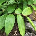 Maianthemum racemosum 葉