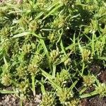 Cyperus michelianus Habit