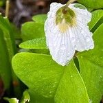 Oxalis acetosella Lehti