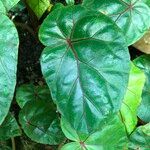 Begonia handelii Folha