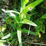 Cynoglossum dioscoridis Foglia