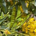 Adenocarpus anagyrifolius Otro