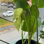 Monstera deliciosaЛист