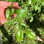 Chaenomeles speciosaList