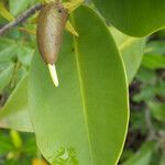 Rhizophora samoensis Yaprak
