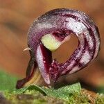 Corybas echinulus Frukto