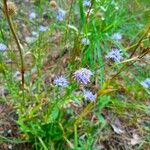 Jasione montanaBloem