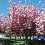 Prunus serrulataKvět