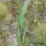 Linum strictum برگ