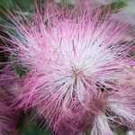 Calliandra surinamensis Fiore