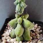 Myrtillocactus geometrizans Vekstform