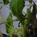 Indigofera suffruticosa ഇല