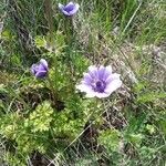 Anemone coronariaFloare