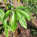 Ceiba pentandra Leaf