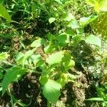 Solanum villosum Folha