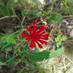 Emilia coccinea Fiore