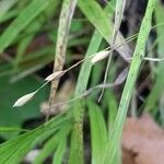 Melica uniflora Fruit