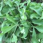 Heteromorpha arborescens Leaf